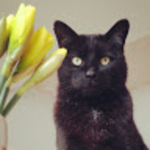 Meet your Posher, Momoko